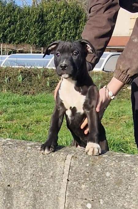 P'pit - Chiot disponible  - American Staffordshire Terrier