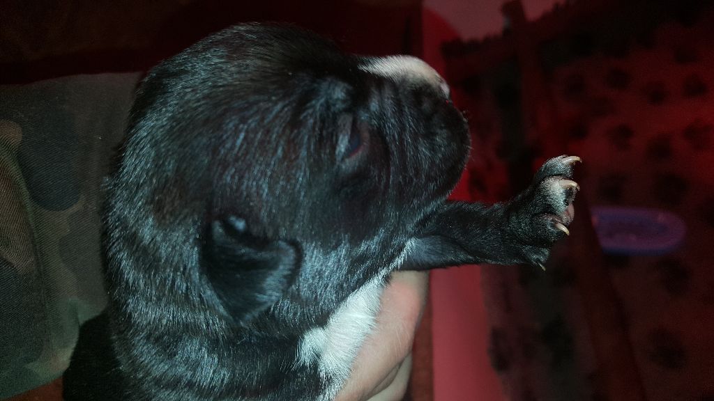 P'pit - American Staffordshire Terrier - Portée née le 26/02/2018