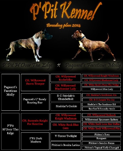 P'pit - American Staffordshire Terrier - Portée née le 27/06/2014