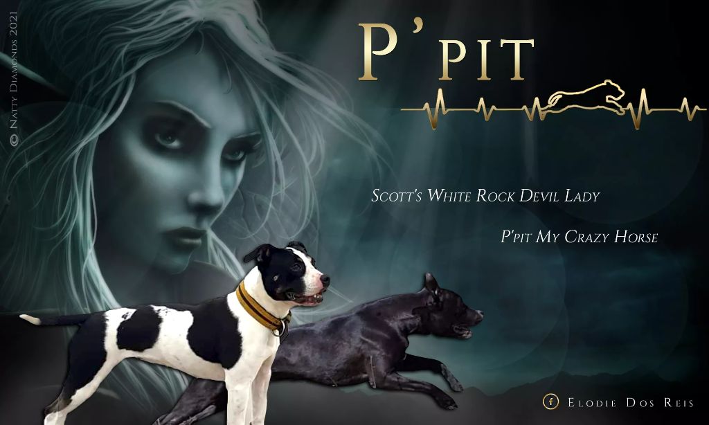 P'pit - American Staffordshire Terrier - Portée née le 05/02/2021
