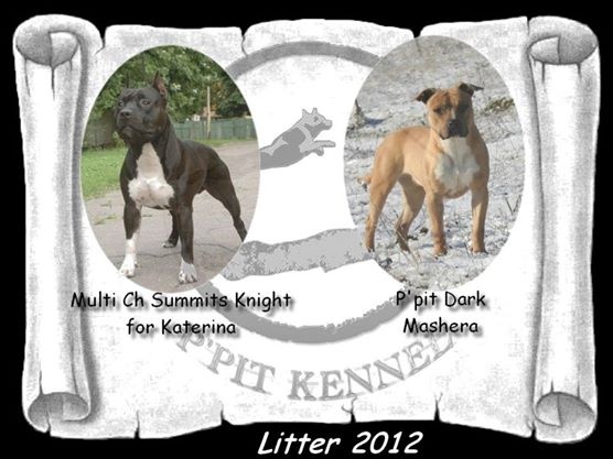 P'pit - American Staffordshire Terrier - Portée née le 07/11/2012