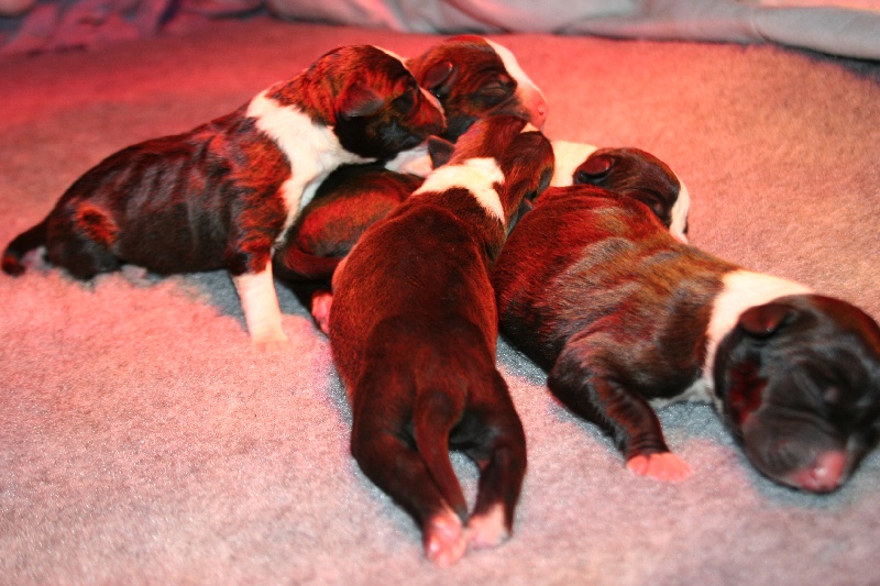 P'pit - American Staffordshire Terrier - Portée née le 01/09/2012