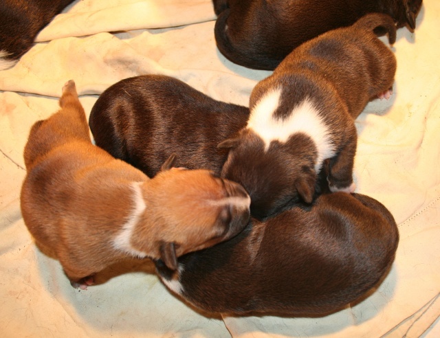 P'pit - American Staffordshire Terrier - Portée née le 05/08/2010