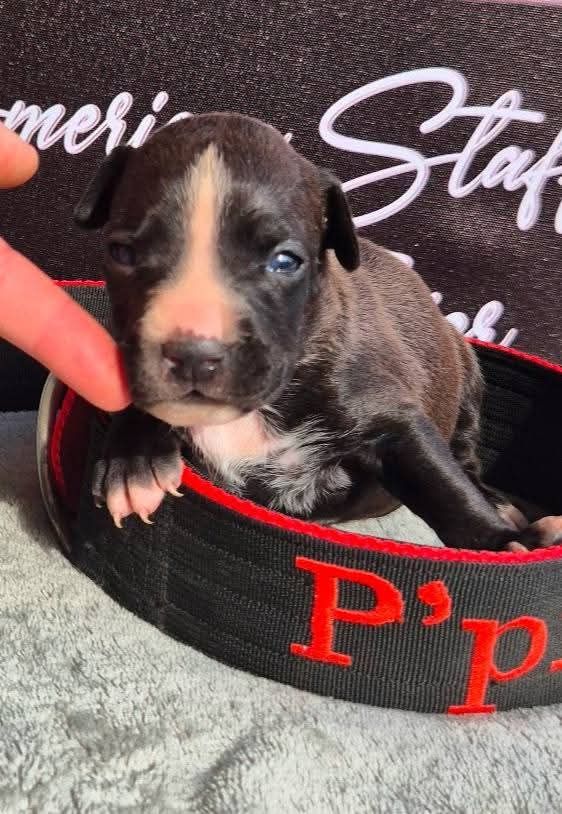 P'pit - Chiots disponibles - American Staffordshire Terrier