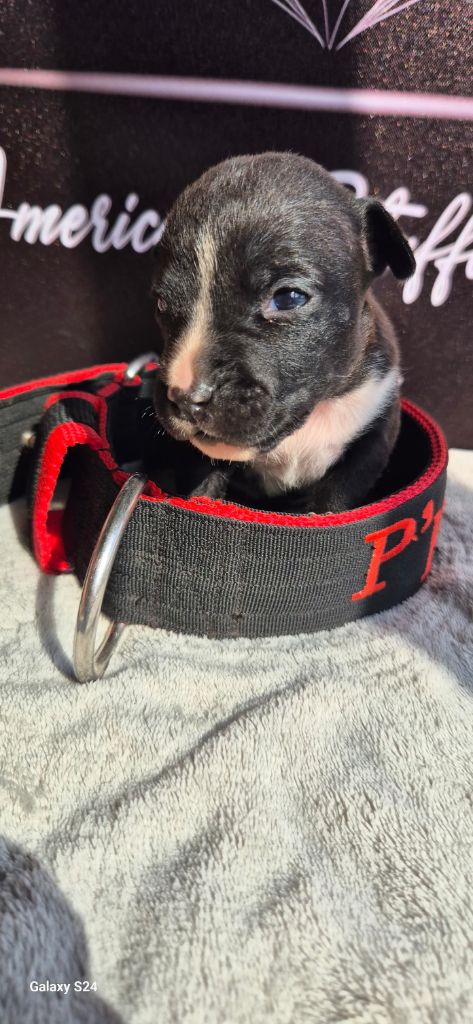 P'pit - Chiots disponibles - American Staffordshire Terrier