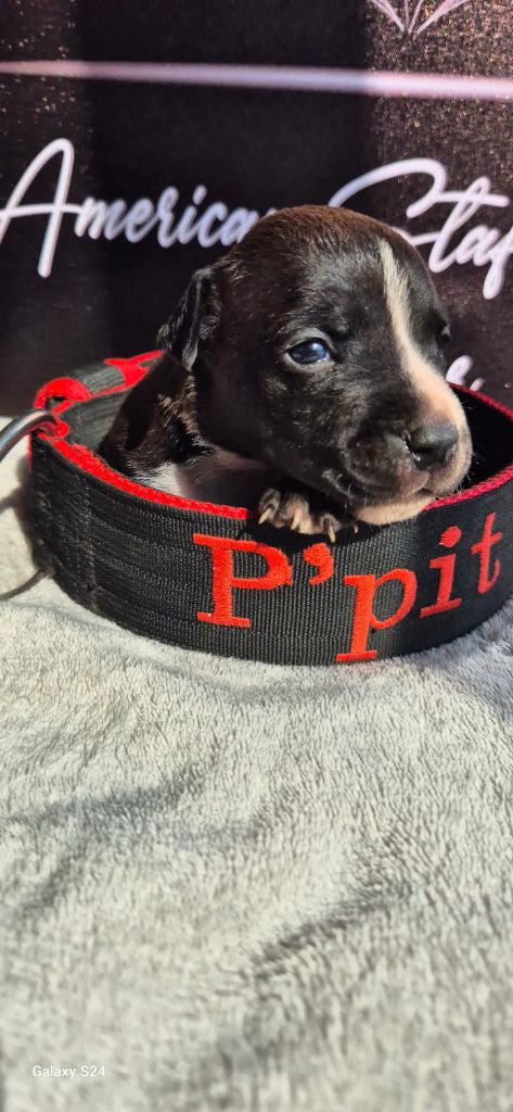 P'pit - Chiots disponibles - American Staffordshire Terrier