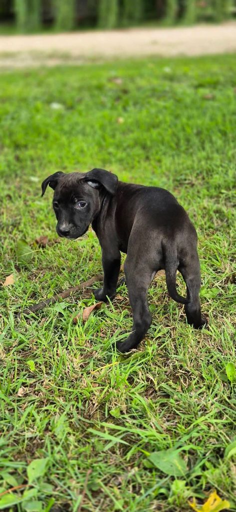 P'pit - Chiots disponibles - American Staffordshire Terrier
