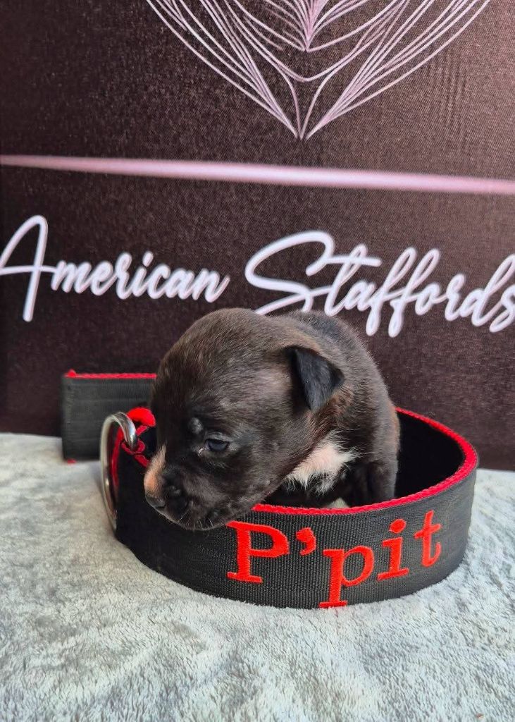 P'pit - Chiots disponibles - American Staffordshire Terrier