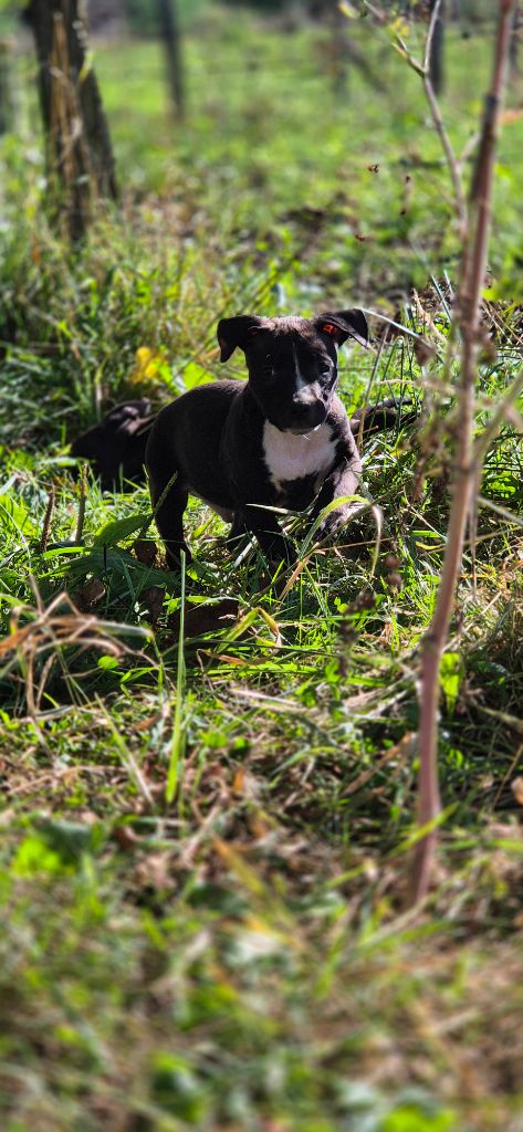 P'pit - Chiots disponibles - American Staffordshire Terrier