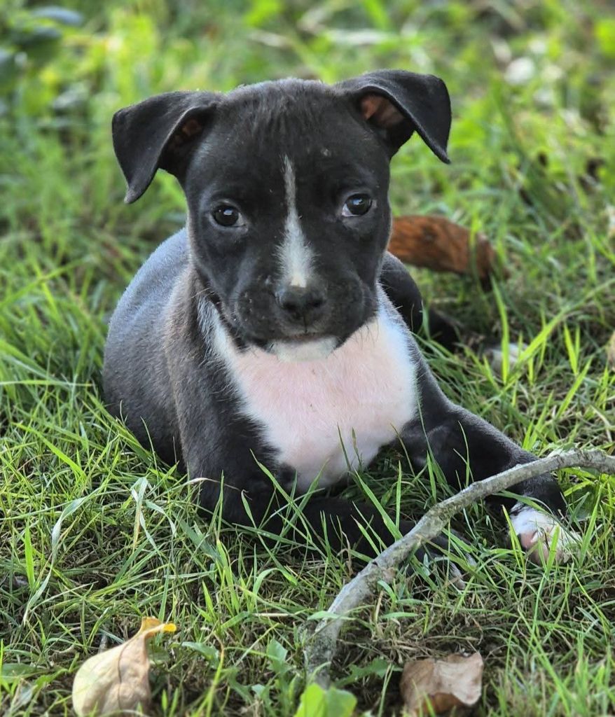 P'pit - Chiots disponibles - American Staffordshire Terrier