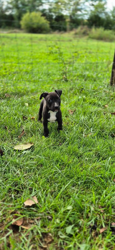 P'pit - Chiots disponibles - American Staffordshire Terrier