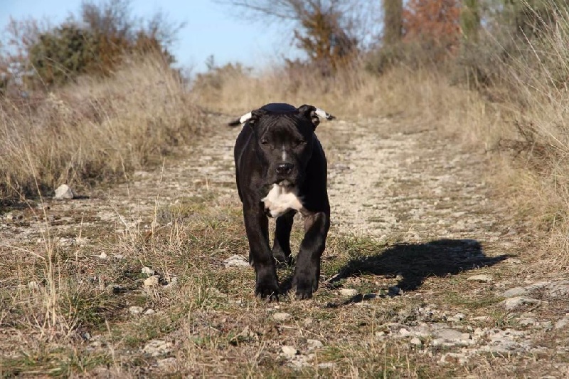 P'pit - American Staffordshire Terrier - Portée née le 05/08/2016