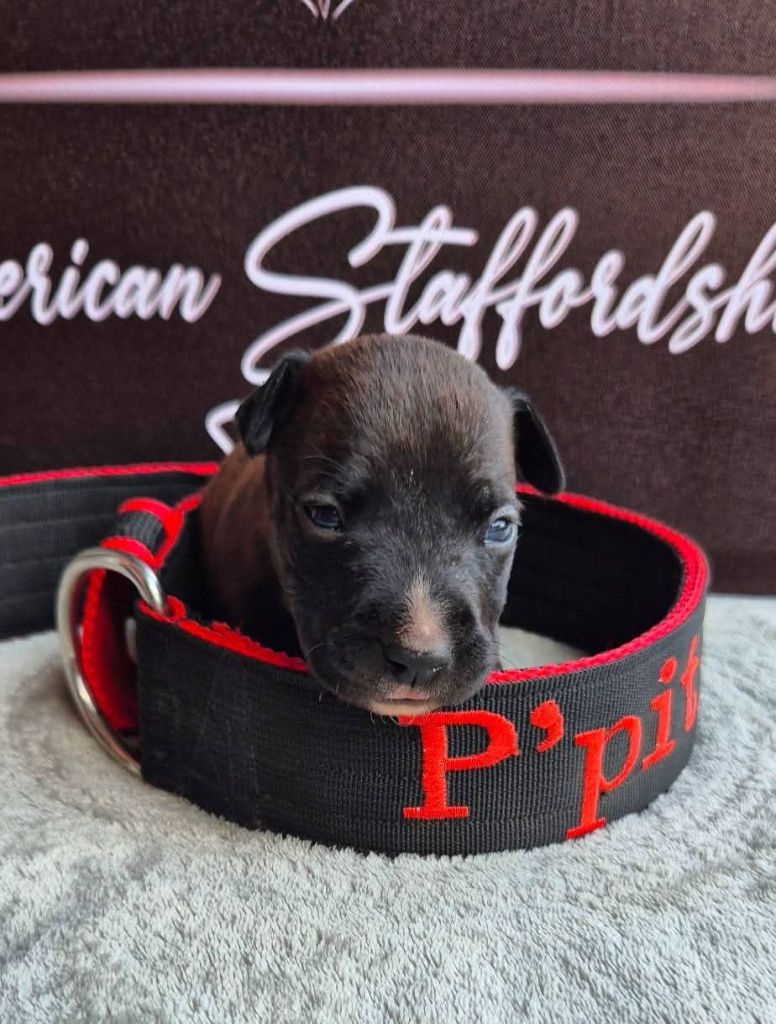 P'pit - Chiots disponibles - American Staffordshire Terrier