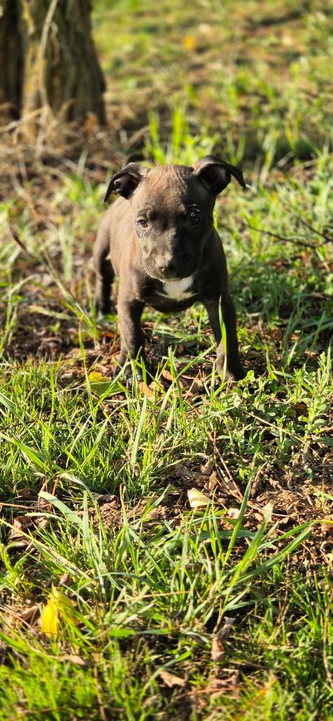 P'pit - Chiots disponibles - American Staffordshire Terrier