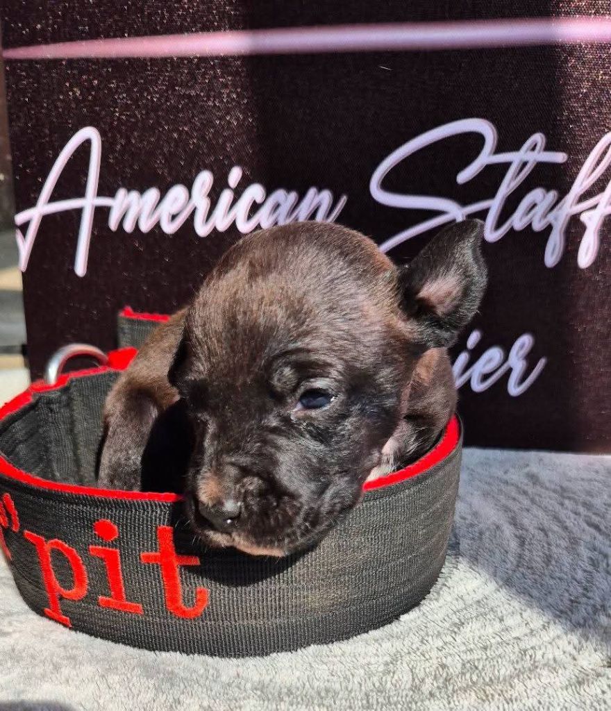 P'pit - Chiots disponibles - American Staffordshire Terrier