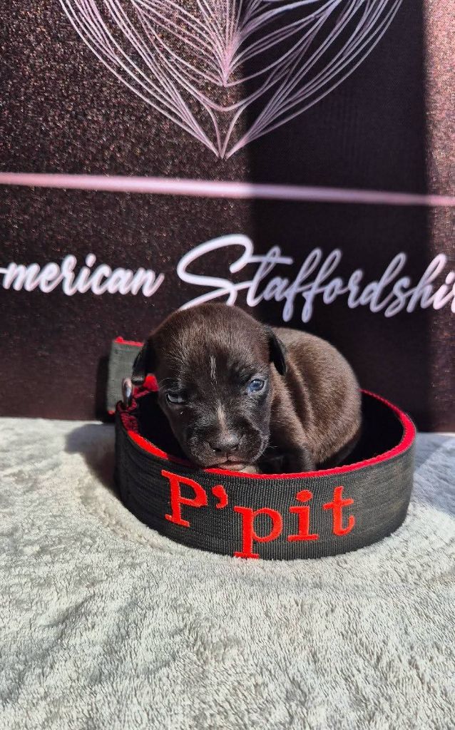 P'pit - Chiots disponibles - American Staffordshire Terrier