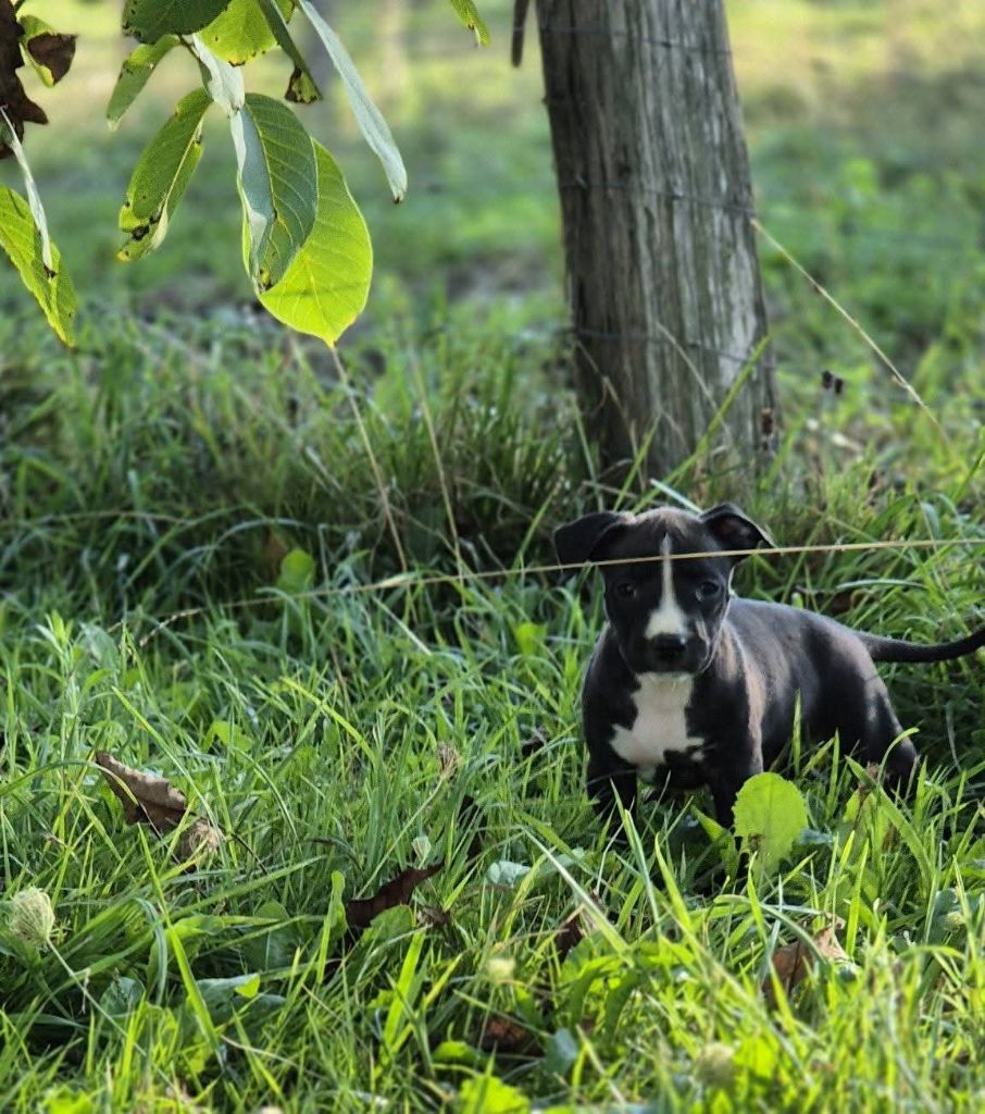 P'pit - Chiots disponibles - American Staffordshire Terrier