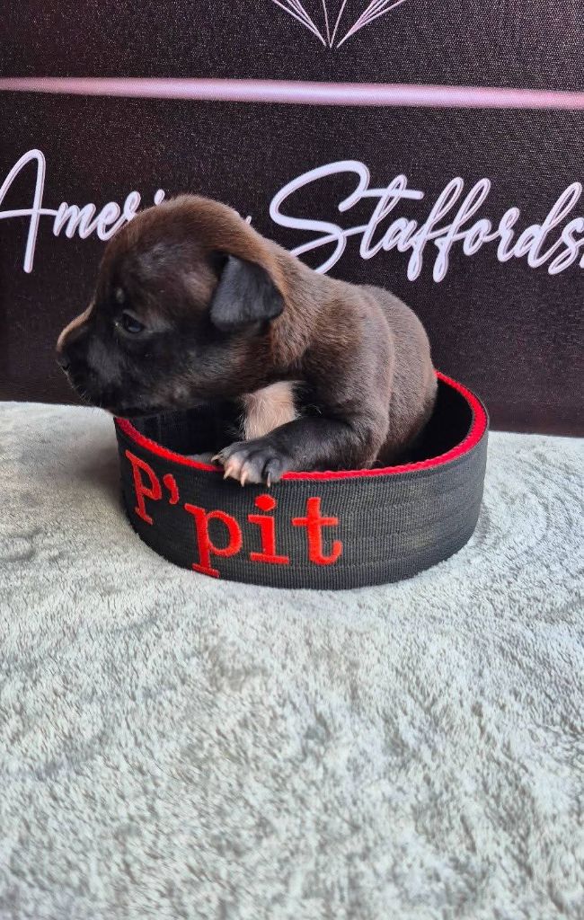P'pit - Chiots disponibles - American Staffordshire Terrier