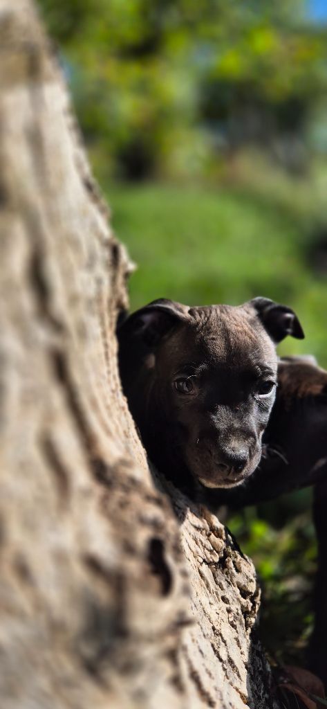 P'pit - American Staffordshire Terrier - Portée née le 05/07/2025
