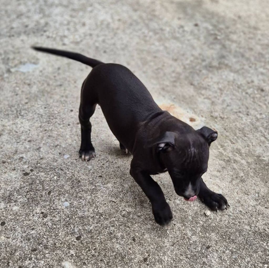 P'pit - Chiots disponibles - American Staffordshire Terrier