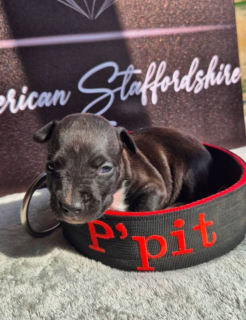 P'pit - Chiots disponibles - American Staffordshire Terrier
